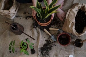 Tips for Creating a Sustainable Home Garden for Beginners